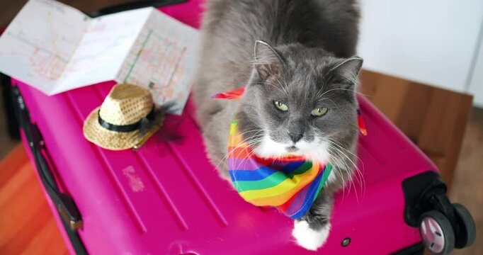 Rainbow adorned gray and white cat lounging comfortably on pink suitcase, surrounded by travel map and straw hat, gazing directly at viewer with playful wanderlust spirit