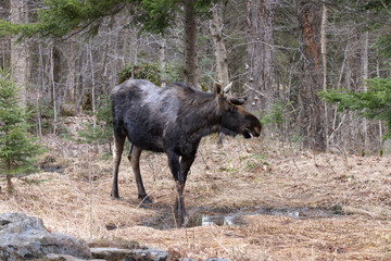 Bull moose Alces alces with velvet antlers licks its lips after drinking from a puddle in Algonquin Provincial Park Ontario Canada	
