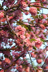 Pink flowers on a tree branch. The sky is blue and the sun is setting