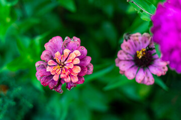 Wildflowers in late summer