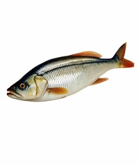 Fototapeta premium fresh fish on white background