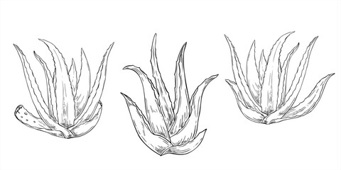 Monochrome aloe vera plant set vector isolated illustration painted by black inks. Healthy succulent clip art for wellness, skincare, and eco friendly designs, cosmetology, cosmetic products