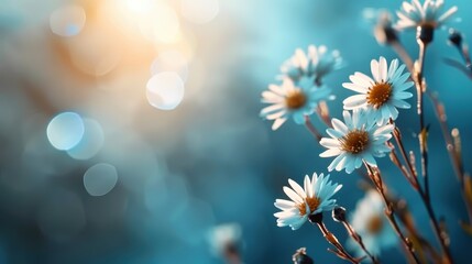 A beautiful arrangement of daisies in soft focus creates a serene atmosphere, enhanced by gentle sunlight, evoking feelings of peace and joy in nature.