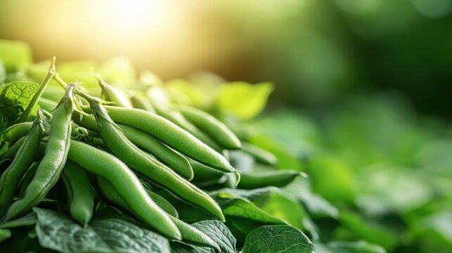 A lush cluster of fresh green beans glistens in soft natural light, highlighting the vibrancy and healthiness of organic produce ready for cooking.