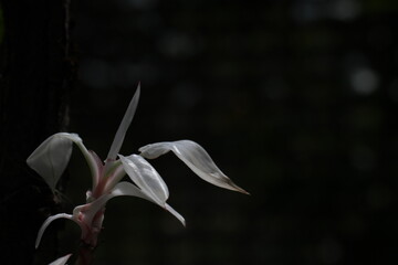green indoor plant philodendron white pink princess tricolor © IceFang