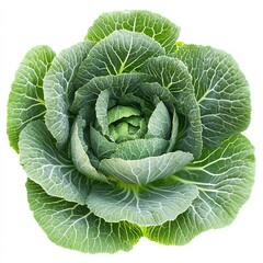 Fototapeta premium Beautiful decorative cabbage leaves high resolution for isolate image