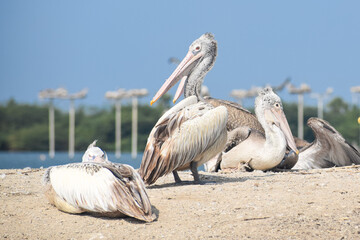 Beautiful White Pelican near the lake. Water Bird in the Kolleru lake, Pelecanus onocrotalus.