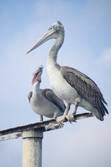 Beautiful White Pelican near the lake. Water Bird in the Kolleru lake, Pelecanus onocrotalus.