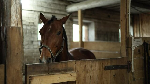 Portrait of horse head in stable. Noble animal stands behind wooden door in indoor enclosure. Evening light from window in background