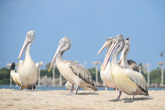 Beautiful White Pelican near the lake. Water Bird in the Kolleru lake, Pelecanus onocrotalus.