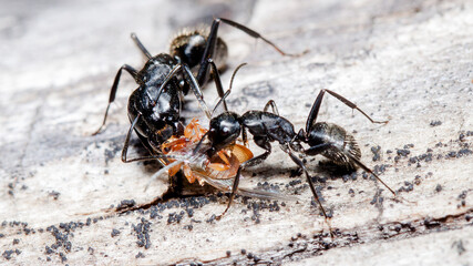 ant on the ground