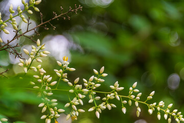 ナンテンの蕾と初夏の緑