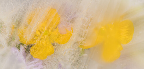 abstract background with two frozen yellow buttercup flowers in ice water creating a watercolor effect