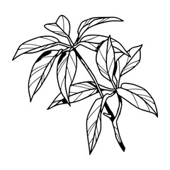 nature's embrace : hand-drawn leaves