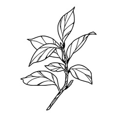 nature's embrace : hand-drawn leaves