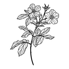 botanical outline drawing : wild rose or anemone