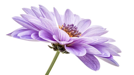 Fototapeta premium lavender flower isolated on white background PNG. AI GENERATED