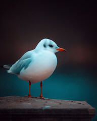 Seagull