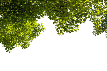 Fototapeta na wymiar green leaves on transparent background