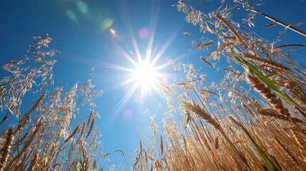 Summer Solstice: Aerial view of golden wheat fields bathed in peak solstice sunlight