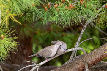bird on a branch