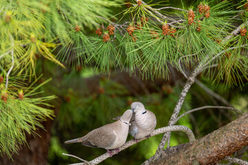 white dove perched on a branch