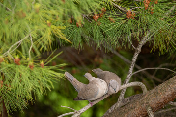 pigeon on a branch