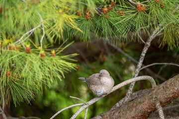 sparrow on a branch