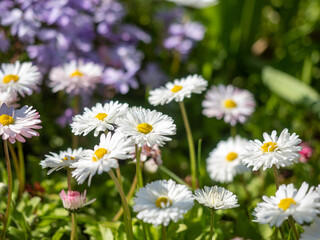 Obraz premium Summer flower landscape featuring blooming daisies and vibrant purple blooms in a lush garden with copy space.