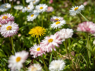 Obraz premium Daisies in bloom with a dandelion among pink and white petals in a vibrant garden with copy space.