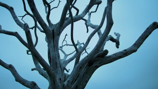 Solitary Tree Against A Bleak Sky Reveals Nature's Raw Beauty