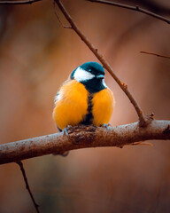 Great Tit