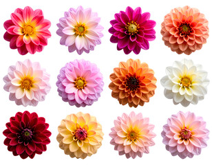 Set of Multicolored Miniature Dahlia Blooms &ndash; Transparent Background