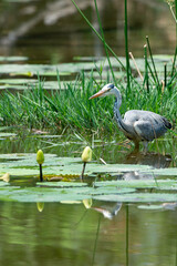 Héron cendré, Ardea cinerea, Grey Heron