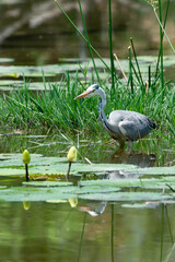 Héron cendré, Ardea cinerea, Grey Heron