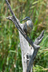 Naklejka premium Héron strié,.Butorides striata, Striated Heron