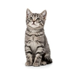 Obraz premium british shorthair cat | Car with white background 