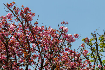 Sakura blossom branches in Istanbul, Turkey