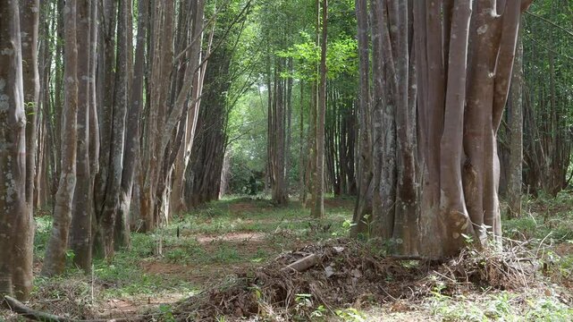 Agarwood tree in the plant,Perfume industry