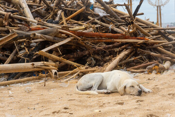 Dog is laying on the beach next to a piles of wood and piles of rubbish