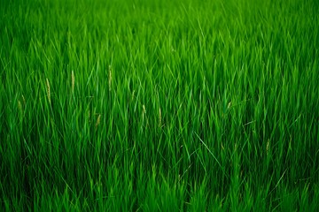 A Lush Green Field A Symphony of Natural Beauty