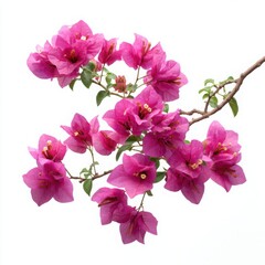 Fototapeta premium Bougainvillea branch with pink bracts isolated on white background