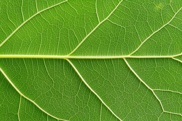 Veins of a leaf reveal intricate patterns and chaotic beauty in nature's design