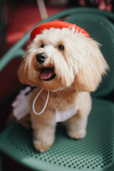Cute, cheerful, ginger Cavapoo or Cockapoo dog sitting on a chair. A hybrid breed of Cocker Spaniel and Poodle.