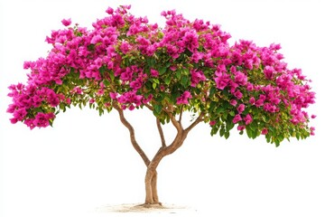 Obraz premium Bougainvillea tree with pink flowers isolated on white background