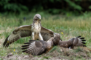 Common Buzzard (Buteo buteo) attacks another common buzzard in the forest of Noord Brabant in the Netherlands.  