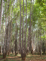 Fototapeta premium Agarwood tree in the plant,Perfume industry