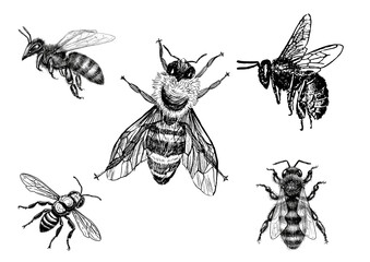 set of insects Five black and white bees