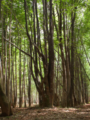 Agarwood tree in the plant,Perfume industry