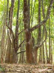 Agarwood tree in the plant,Perfume industry